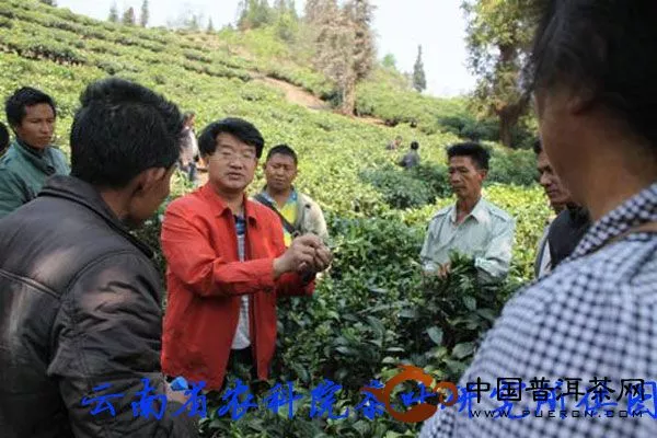 汪云刚研究员讲解茶树病虫害绿色防控技术
