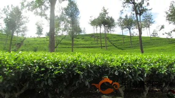 图为斯里兰卡Fernlands茶园