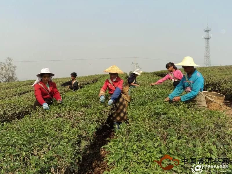 春季茶叶生产