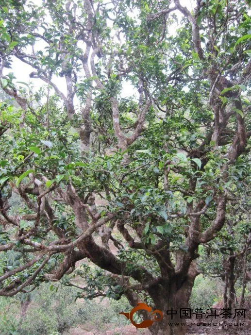 邦崴古茶树