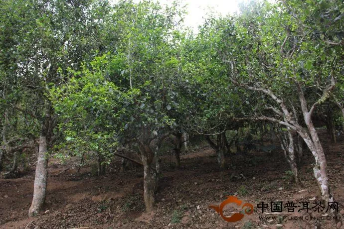 帕沙古茶树