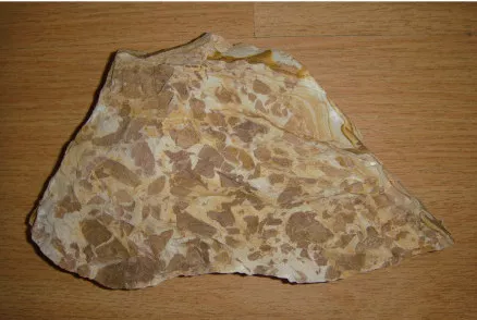 宽叶木兰化石