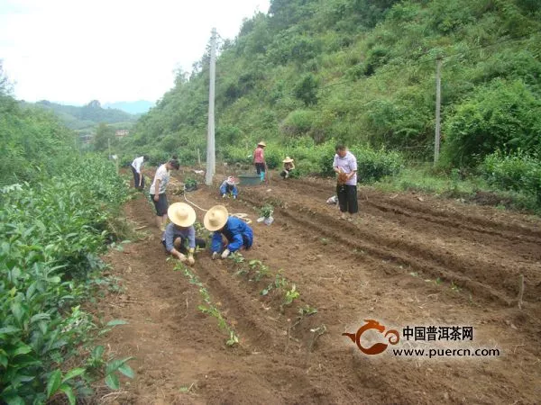 云南省2012-2018年茶树新品种区域试验广南点定植工作
