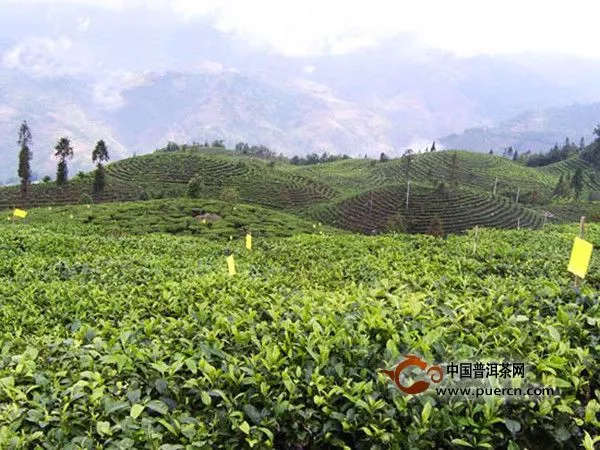 绿春县大水沟生态茶厂标准茶园显成效