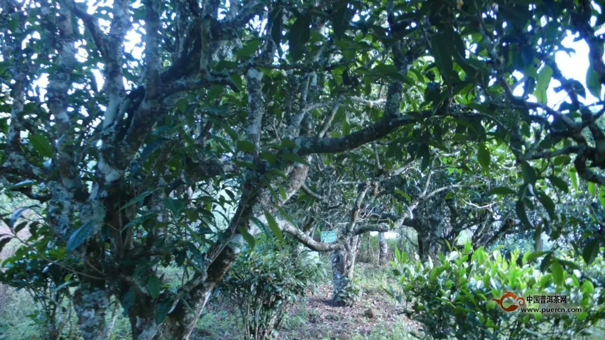 原茶价格连级跳 探寻普洱茶膏企业的生存之道