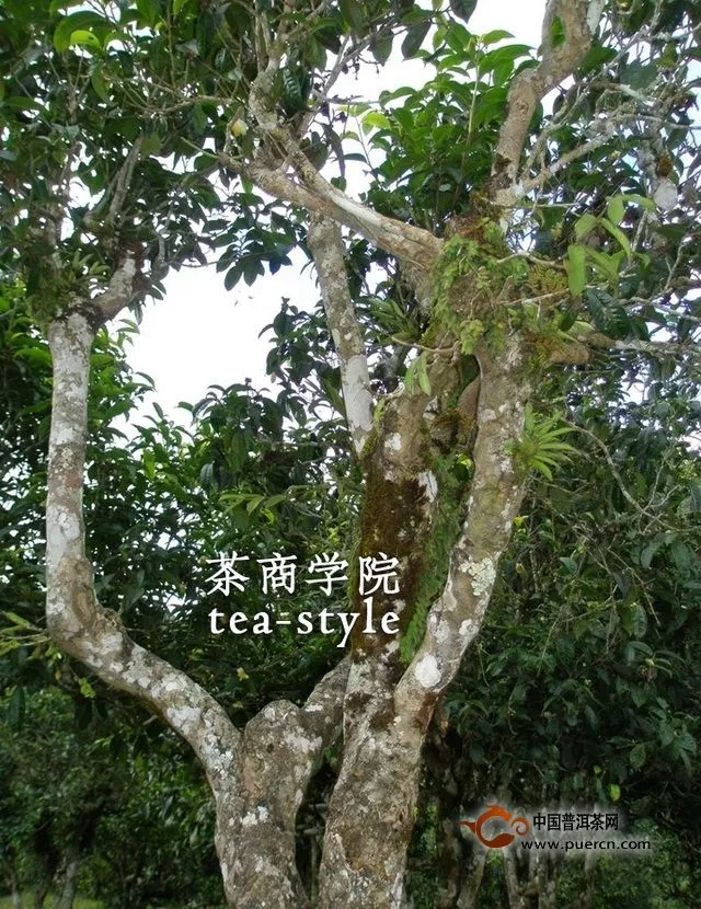 越陈越香：普洱茶市场的催化剂