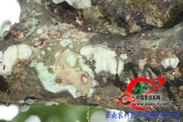 汪云刚研究员到澜沧邦崴对过渡型古茶树进行病虫害防治保护