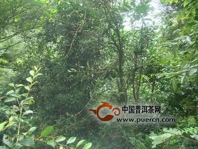 广南县茶技站和县农环站联合对黑支果乡和珠街镇野生茶树资源进行调查