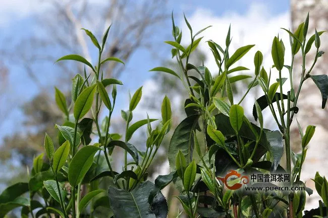 勐海老班章古树茶均价每年涨幅40%左右