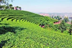 普洱市普洱茶大產(chǎn)業(yè)，小稅源