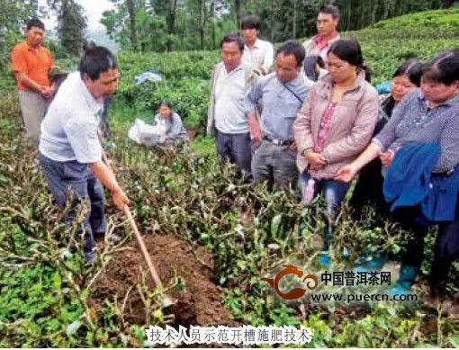 梁河縣小廠鄉(xiāng)低產(chǎn)茶園改造進程