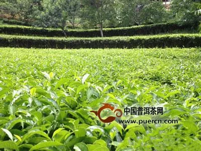 凤庆县着力抓好茶叶产业发展