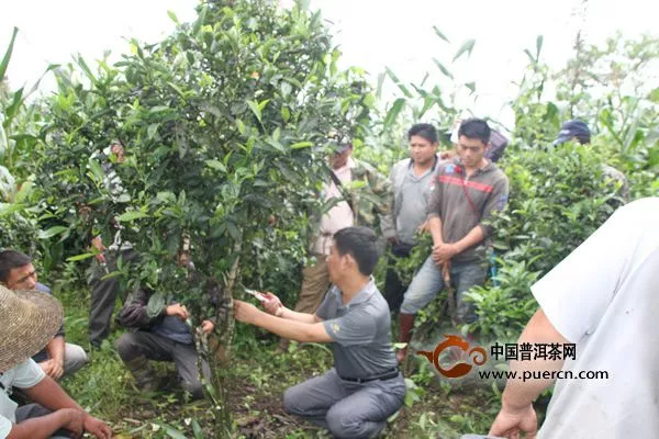 勐海县开展茶园高密度留养试点工作 