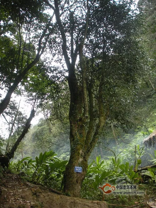 绿春县采取有力措施保护（野生）茶树资源 