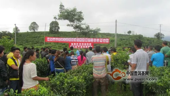 勐海县勐阿镇举办生态茶园建设暨茶樟间作现场推进会