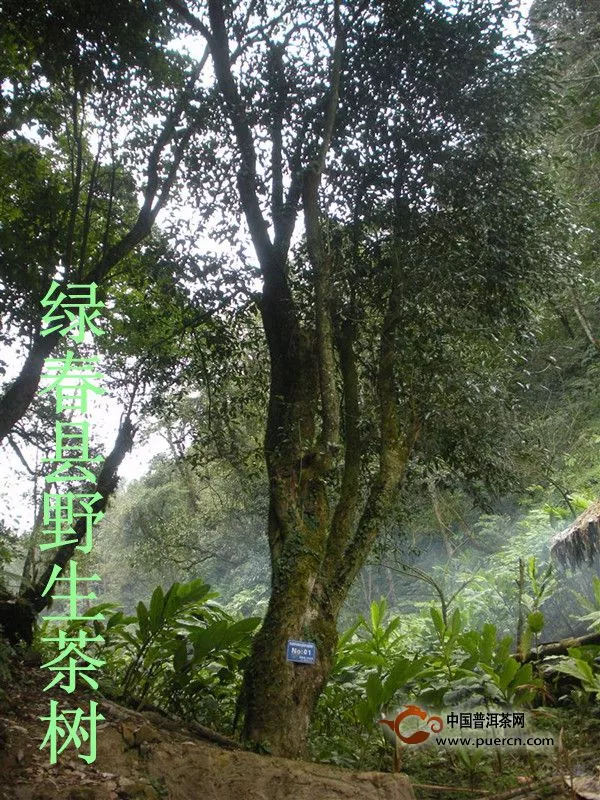 绿春县通过宣传、教育和引导保护野生茶树资源