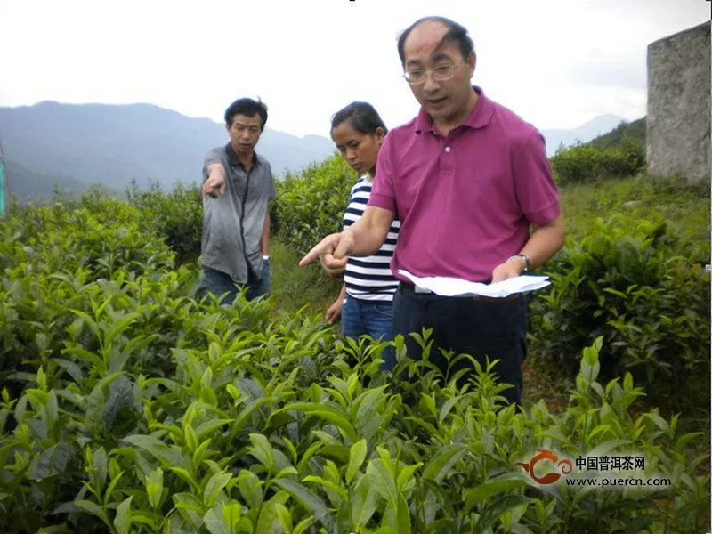 元阳县成功选育出适宜本地区种植的茶树良种