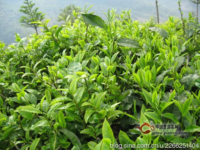 苏湖：新中国成立以来勐海县最早推广种植新式茶园的地方