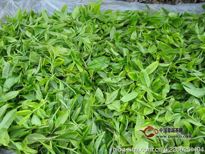 苏湖：新中国成立以来勐海县最早推广种植新式茶园的地方