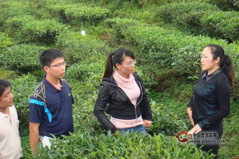 绿春县大水沟生态茶厂积极做好“三品一标”认证后续工作
