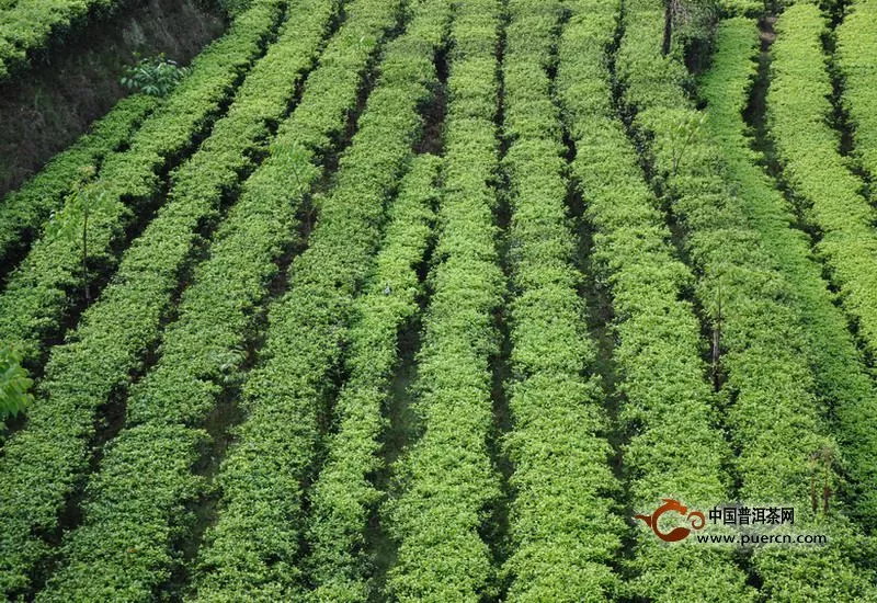 凤庆县凤山镇万亩优质茶园