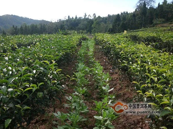 梁河縣幼齡茶園秋冬季間套種蕎、蔬菜長勢喜人  