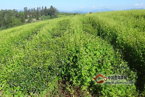 梁河縣幼齡茶園秋冬季間套種蕎、蔬菜長勢喜人  