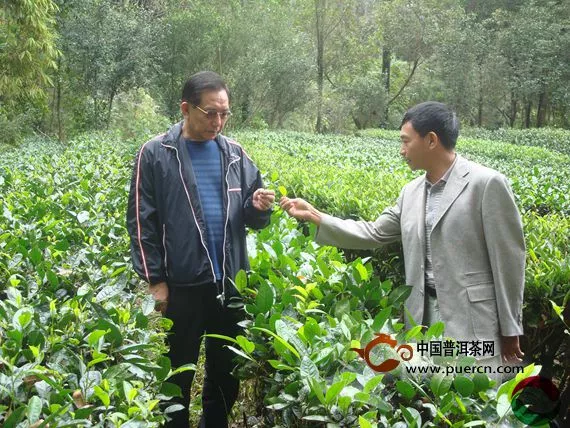 中国茶叶流通协会顾问张元福一行到滇红集团参观