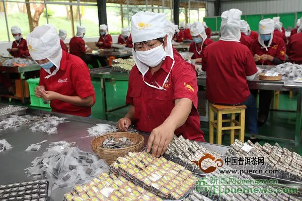 云南普洱茶厂茶叶加工带动农民增收致富