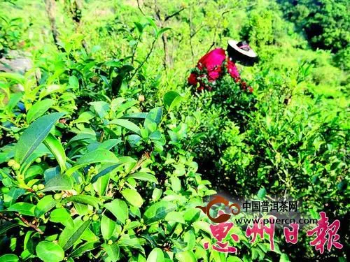 惠州市惠阳区茶协打造本地茶品牌秋长山茶