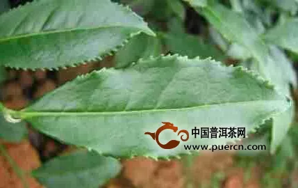 普洱茶連連看之二十七：帶您認(rèn)識(shí)普洱茶