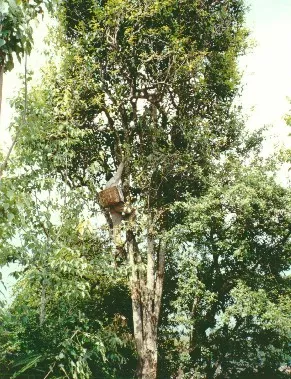 中国最古老的普洱茶树