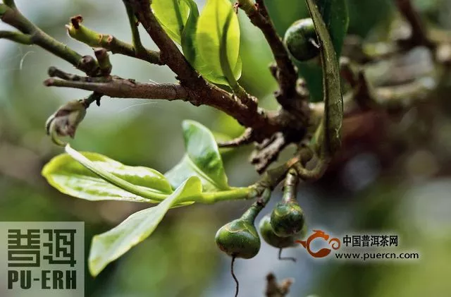 新觀茶·茶業(yè)當(dāng)自律