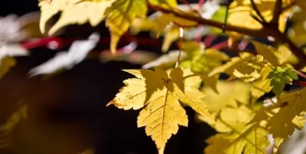 普洱茶连连看之三十三：茶中有禅心