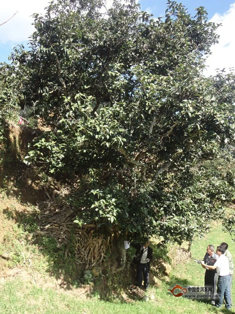 省州专家到南华进行古茶树资源调查工作 