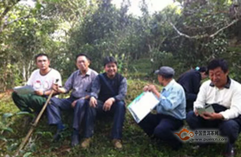 勐海县茶叶专家考察西定乡曼迈古茶树