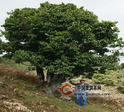 云南省茶叶协会组织专家对楚雄州古茶树进行普查