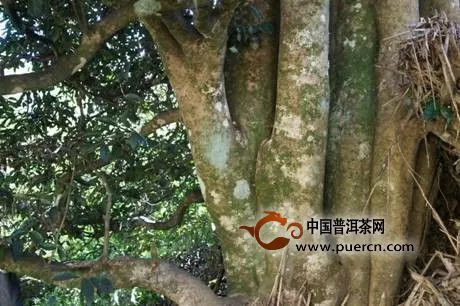 云南省茶葉協(xié)會(huì)組織專家對(duì)楚雄州古茶樹進(jìn)行普查