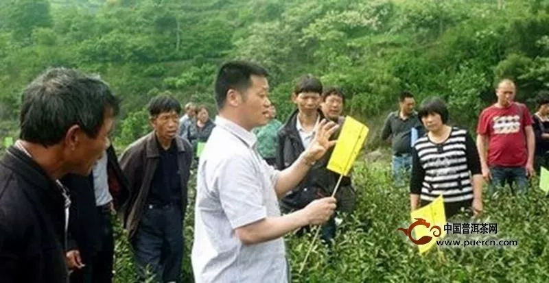 勐海县勐宋乡曼金村委会中分寨的(茶叶)科技示范工作