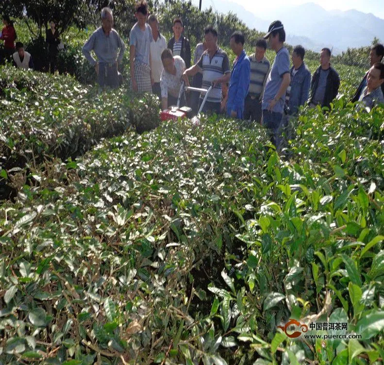 盈江县农业局领导到芒允督促指导标准茶园建设工作 