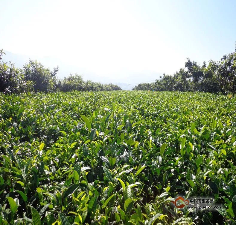 盈江县农业局领导到太平镇督促指导标准茶园建设工作 