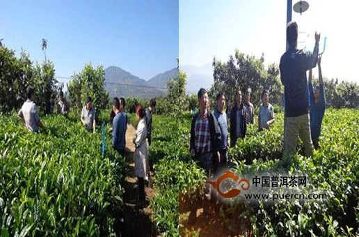 盈江县农业局领导到太平镇督促指导标准茶园建设工作 