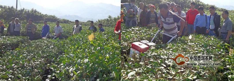 盈江县农业局领导到芒允督促指导标准茶园建设工作 