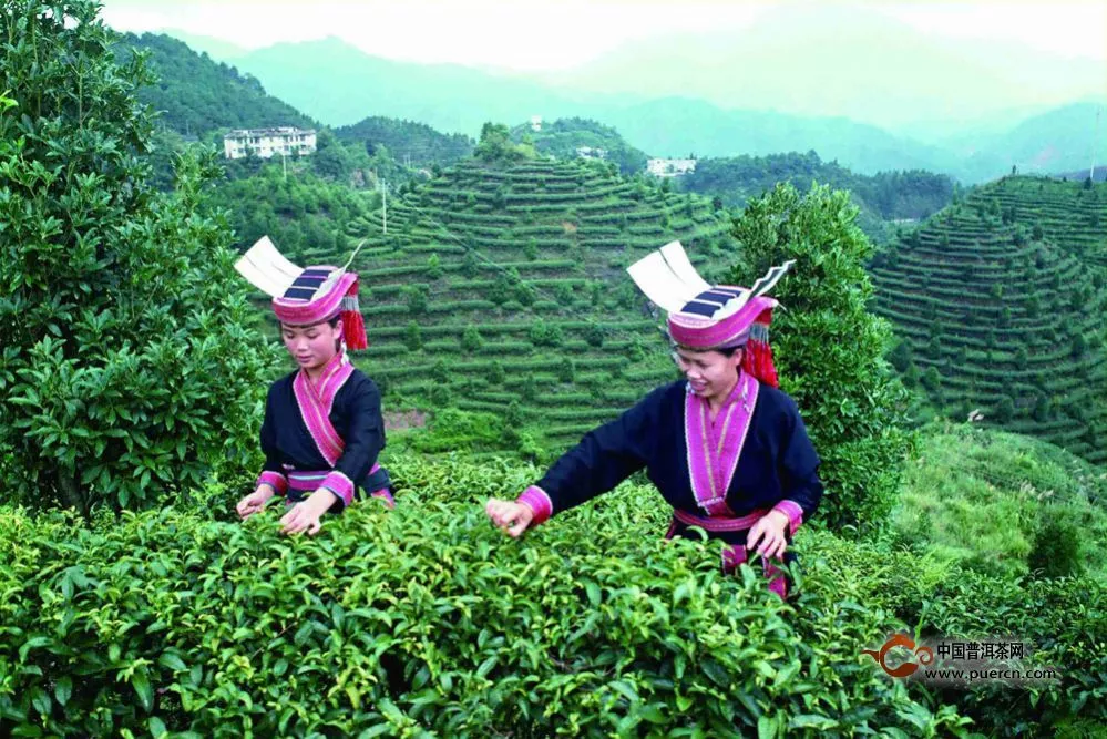 鐵觀音秋茶香氣高，無(wú)奈市場(chǎng)被“蠶食”