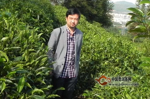 普洱茶山頭茶暴漲 茶商急尋出路