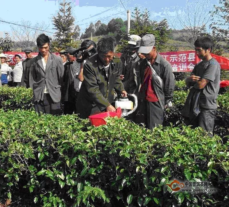 勐海县茶园实验示范基地茶叶管理培训