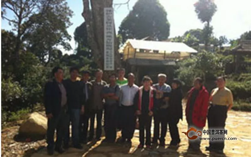 勐海县民间茶文化研究学会在贺开茶区进行古茶树保护挂牌 