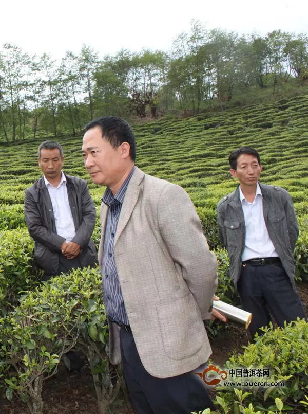 大栗树茶厂高海拨有机茶标准园创建项目通过县级初验