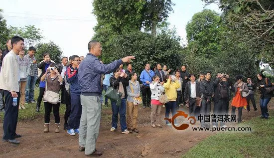 勐海县委宣传部组织文化干部深入贺开古茶山参观