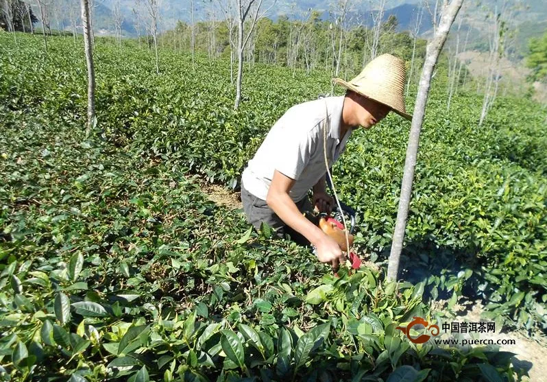 玉溪市新平县低产茶园改造进展顺利